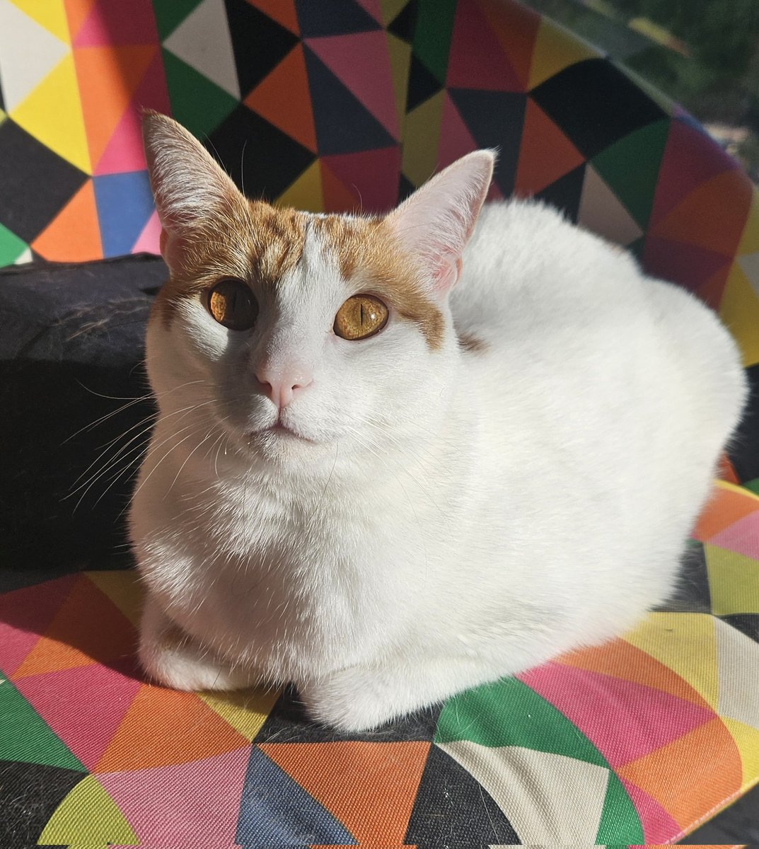 Jokereed's tweet image. Happy chonk