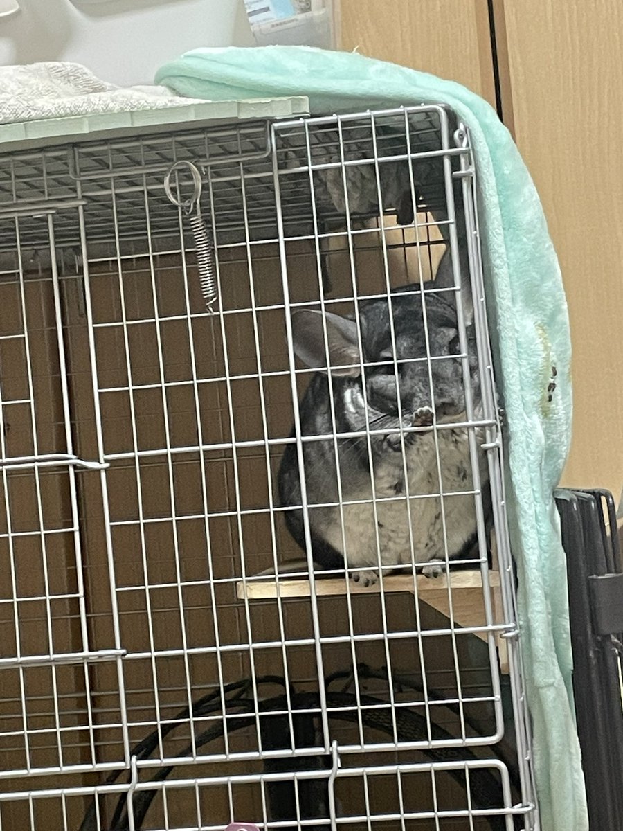 39komugi3's tweet photo. 我が家に新たな家族をお迎えしました。

最後一カ月の男の子で名前はデグーの坊（ぼう）です。

とりあえず先輩チンチラさんに挨拶はしましたのでゆっくり慣れていって欲しいと思います^_^ https://t.co/kVfP5qDOWa