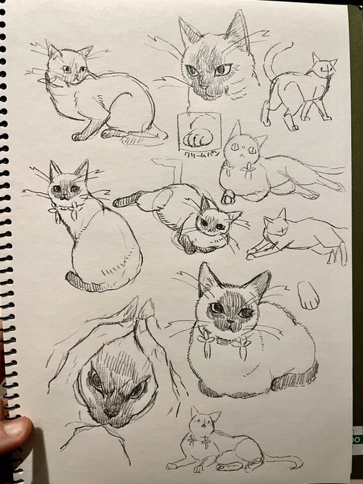 猫練 