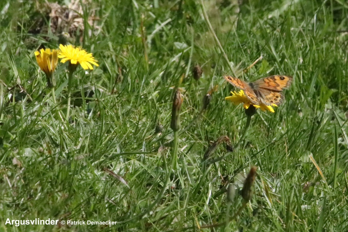 Natuurexplorati's tweet photo. #vlindermaand Enkele dagen 16 & 17 in te halen. Argusvlinder, zeer zeldzaam bij ons, zag ik vroeger meer in onze duinen, maar altijd zeldzaam geweest, slechts enkele (na)zomerwaarnemingen #Zwinduinen #mykh. #insects #vlinders #butterflies #natuur #fauna #natuurdichtbij https://t.co/uC2ydZjvsi