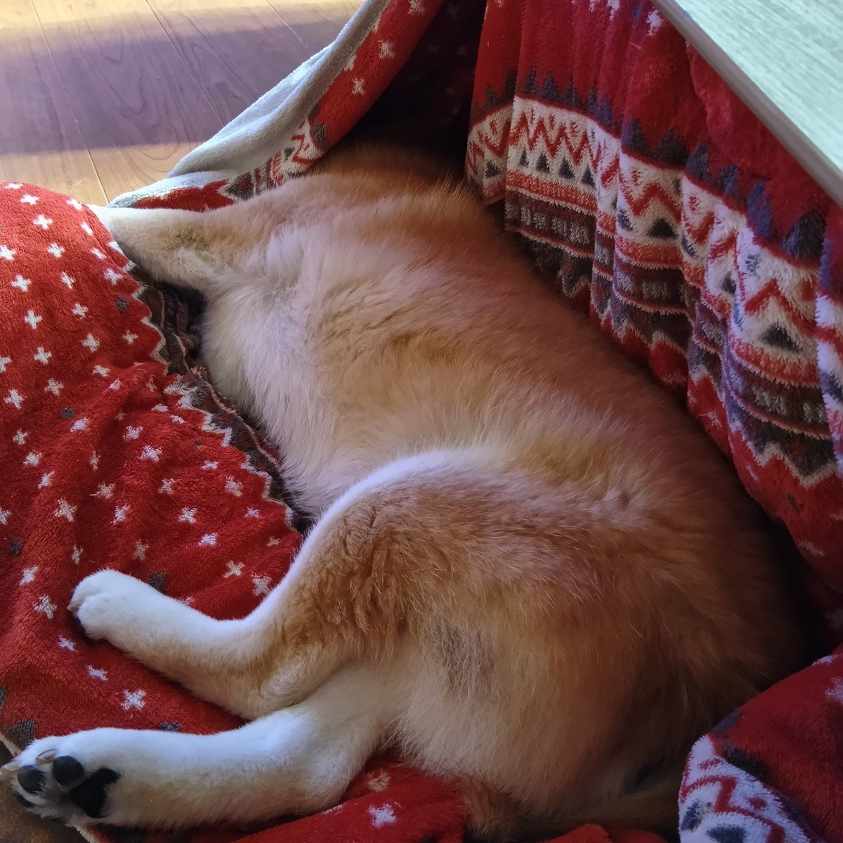 ayuu43's tweet photo. #柴犬
#寒がり

苦しくないのかい https://t.co/3itQVZDxll