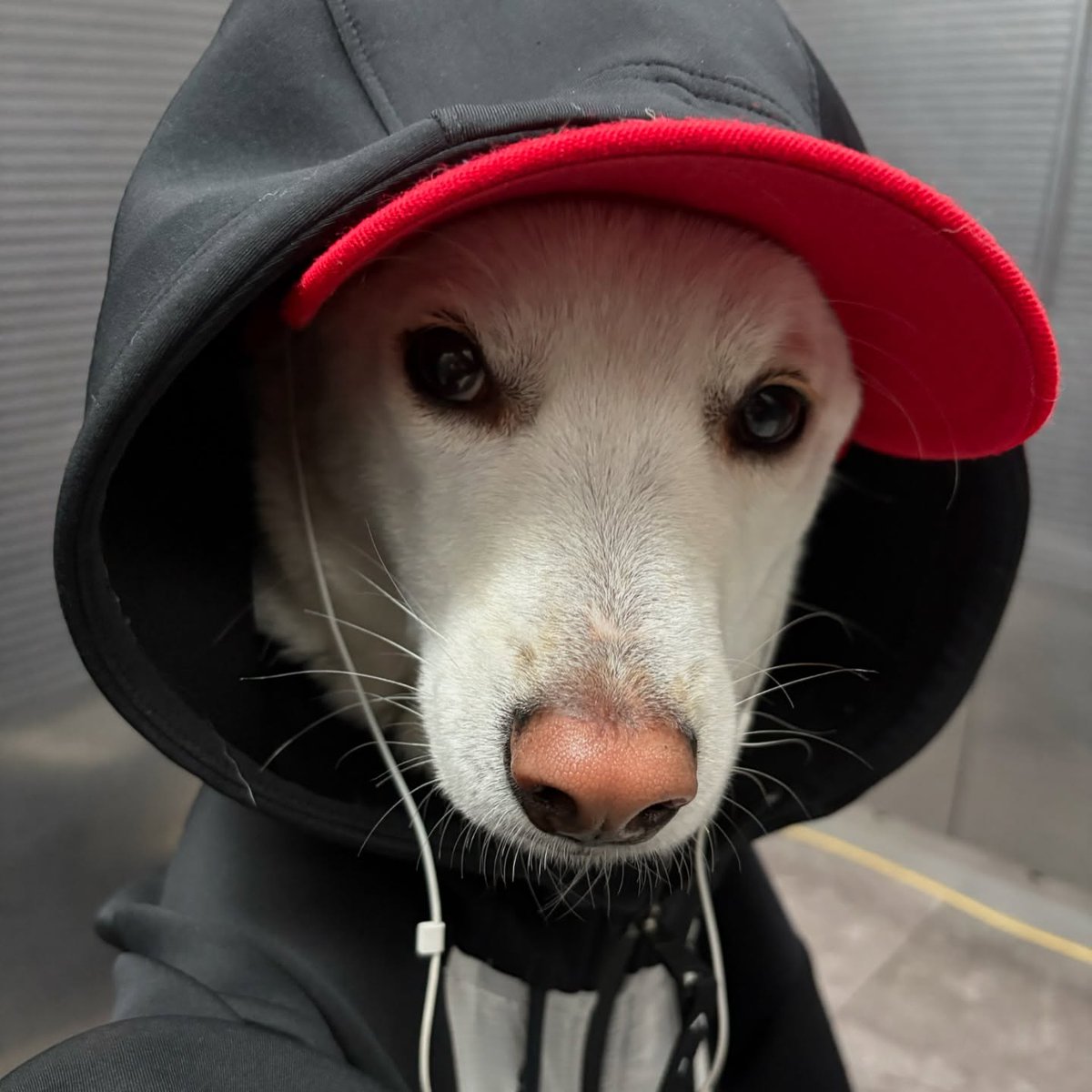 SIGMABOYDOG's tweet photo. Sigma Dog 🤫 #sigmaboydog https://t.co/heMNgWQ8mB
