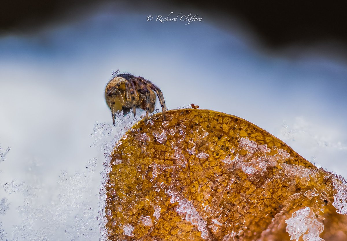 How do tiny insects and spiders survive the frost? These were taken at around -4 and they had clearly been like this all night. After warming them with my breath they both moved off. 
<a href="/WorcsWT/">Worcs Wildlife Trust</a> <a href="/BBCSpringwatch/">BBC Springwatch</a> #winterwatch