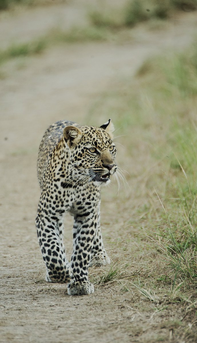 TwinDominic_'s tweet image. About today’s game drive. 
📍Queen Elizabeth National Park
#ExploreUganda #ExploreOurTheEarth2025
