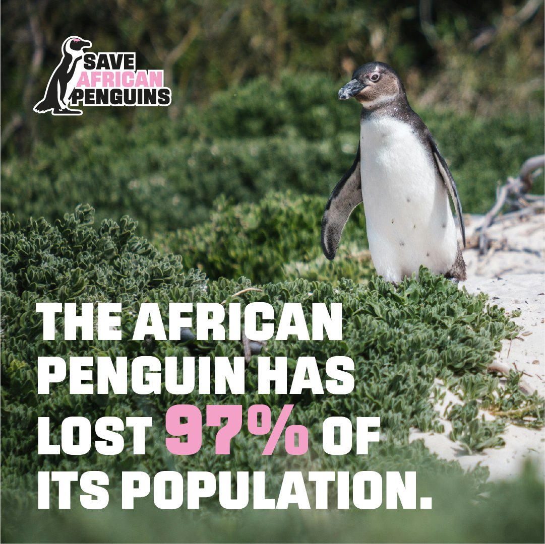 The African Penguin is on the verge of extinction. There were once millions  of these birds in South Africa and Namibia and now there are fewer than  10,000 breeding pairs in the wild.  

Sign the petition here  👉only.one/act/save-afric…

 #SaveAfricanPenguins

<a href="/SANCCOB/">SANCCOB</a>