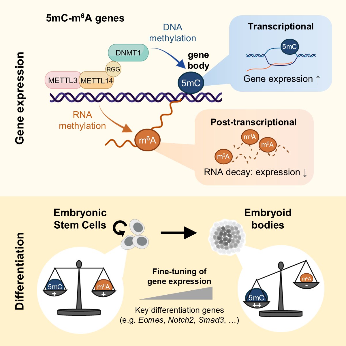 🎉 Excited to share our latest study published in Cell! 

Discover how RNA &amp; DNA methylation work together to  fine-tune gene expression in ESCs and beyond.

Read the study here 👇 authors.elsevier.com/c/1kSP3L7PXqS~F