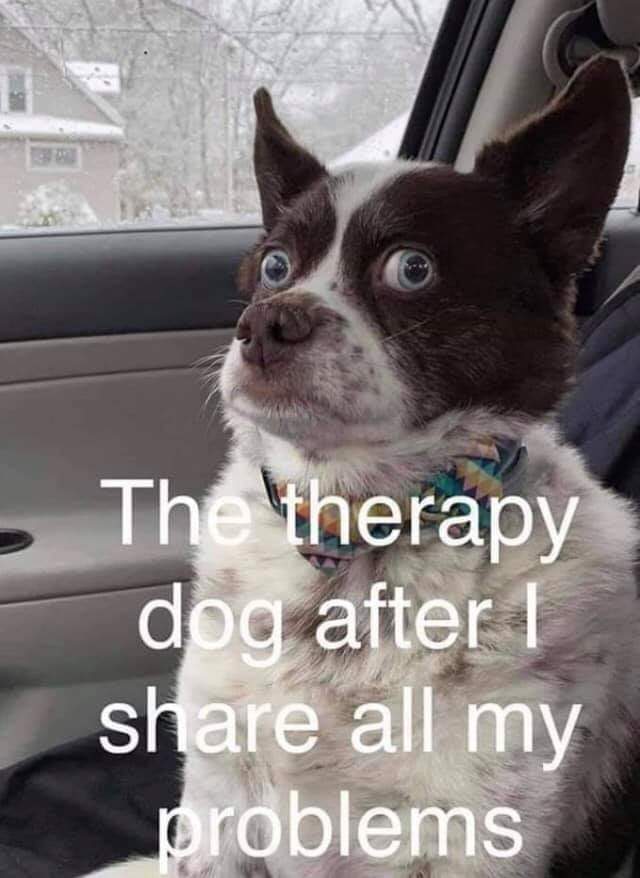 TheYappingPost's tweet image. My dog doesnt feel that good anymore! haha