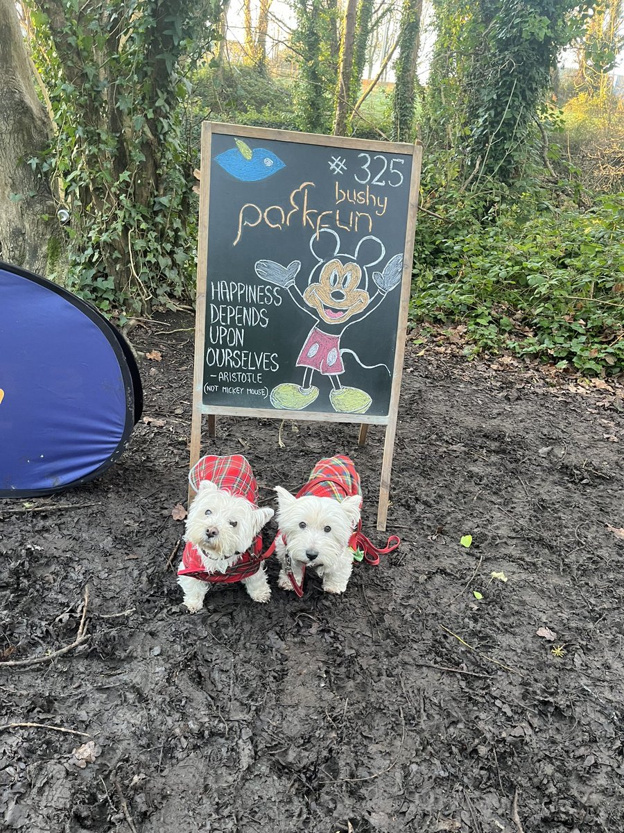 Irishdazzy's tweet photo. Ah don’t let frost fool ya! my helpers holly and hope to keep me company warm. nice crispy air . #parkrun #wintersaturday #volunteer @BushyDUBparkrun https://t.co/LwonVIrQwM