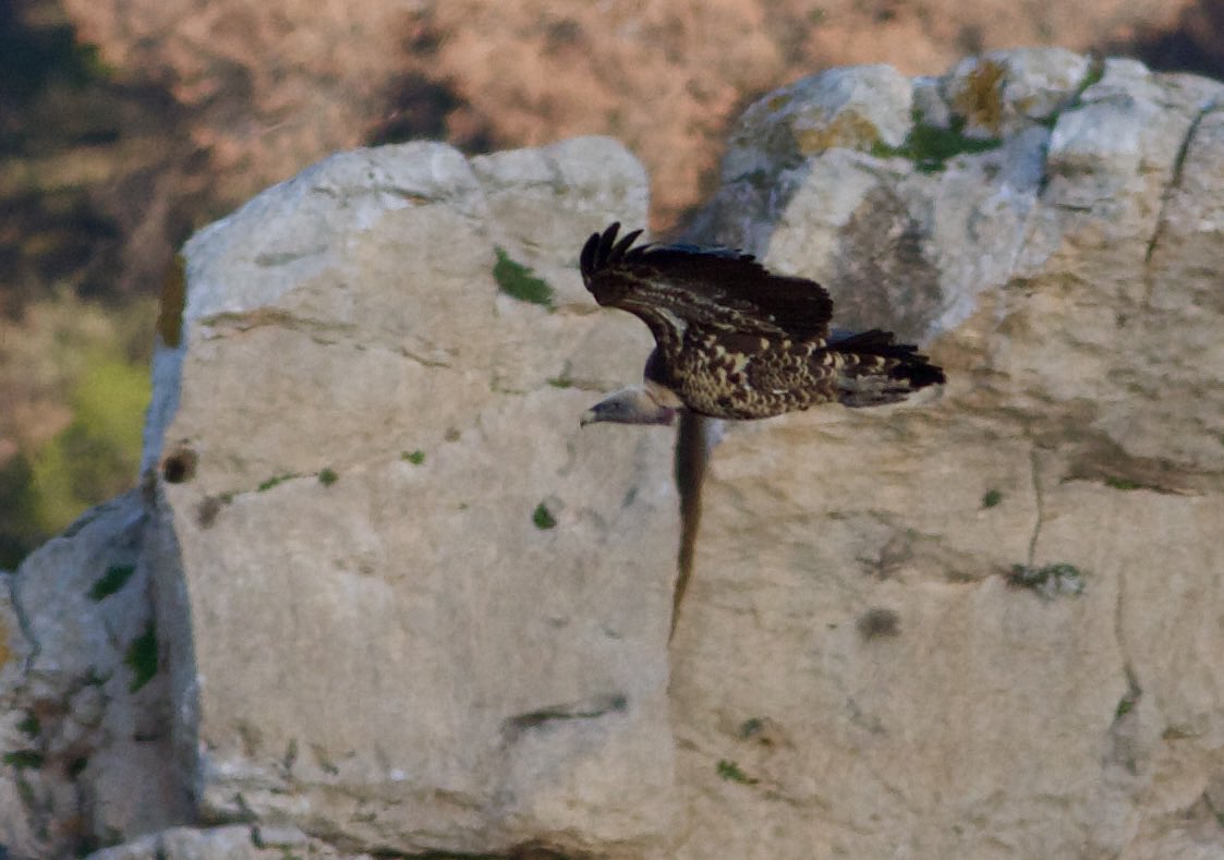 Mark Robanson tweet media