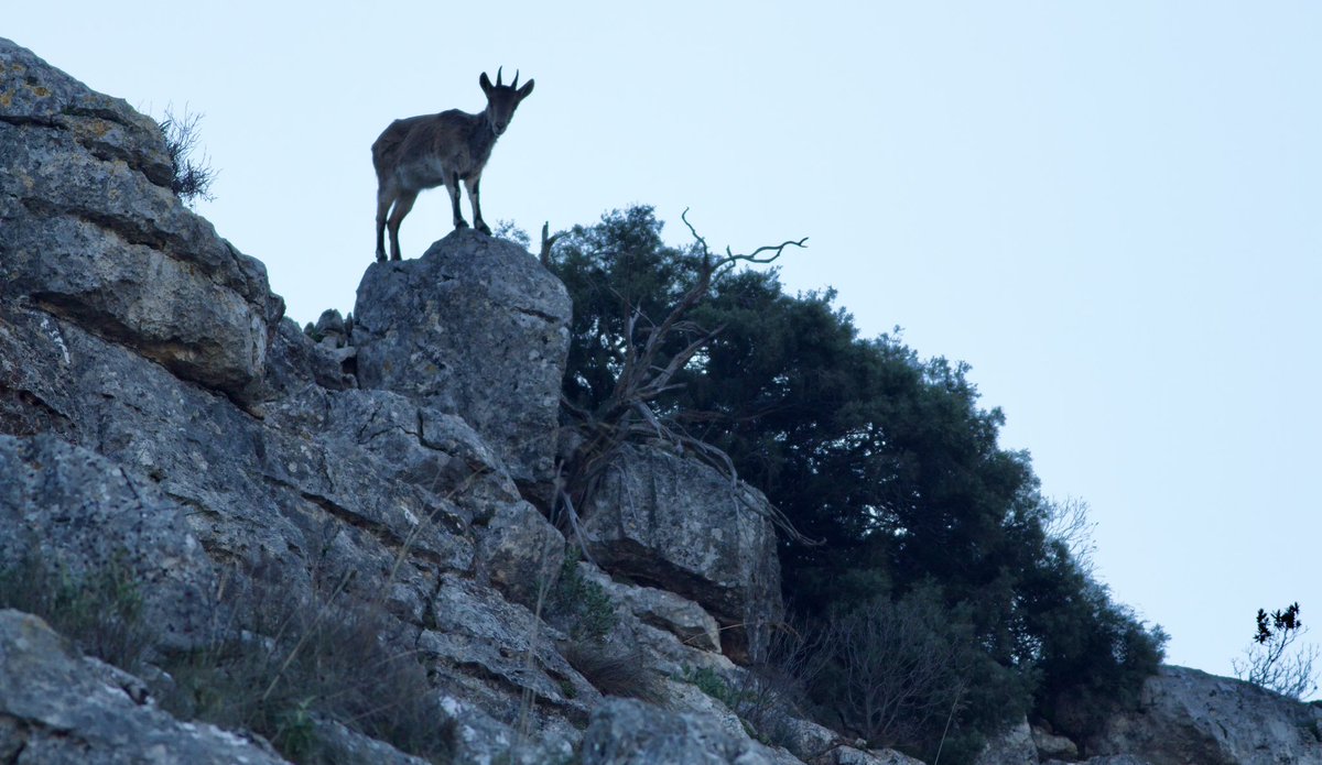 Mark Robanson tweet media