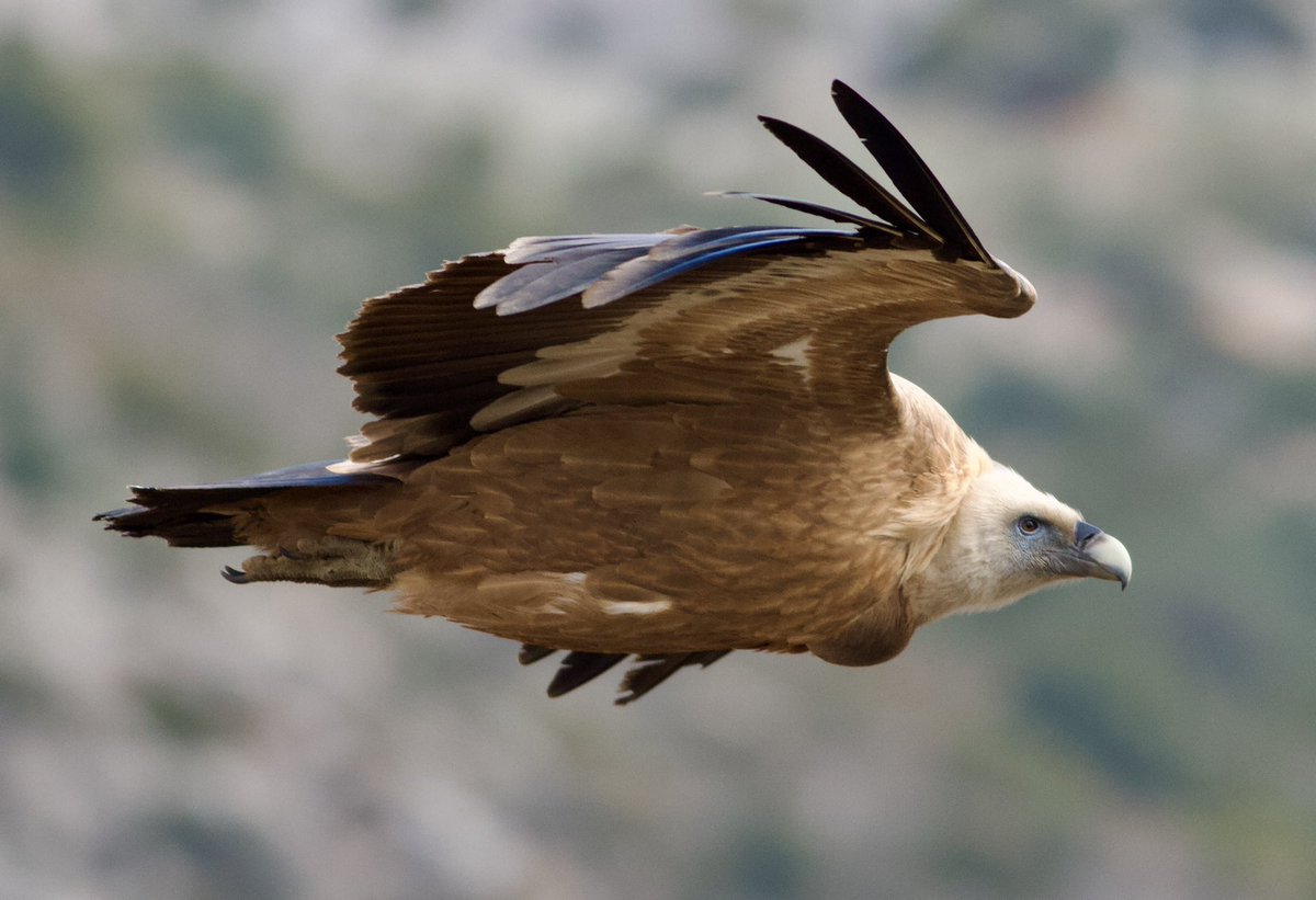 Mark Robanson tweet media