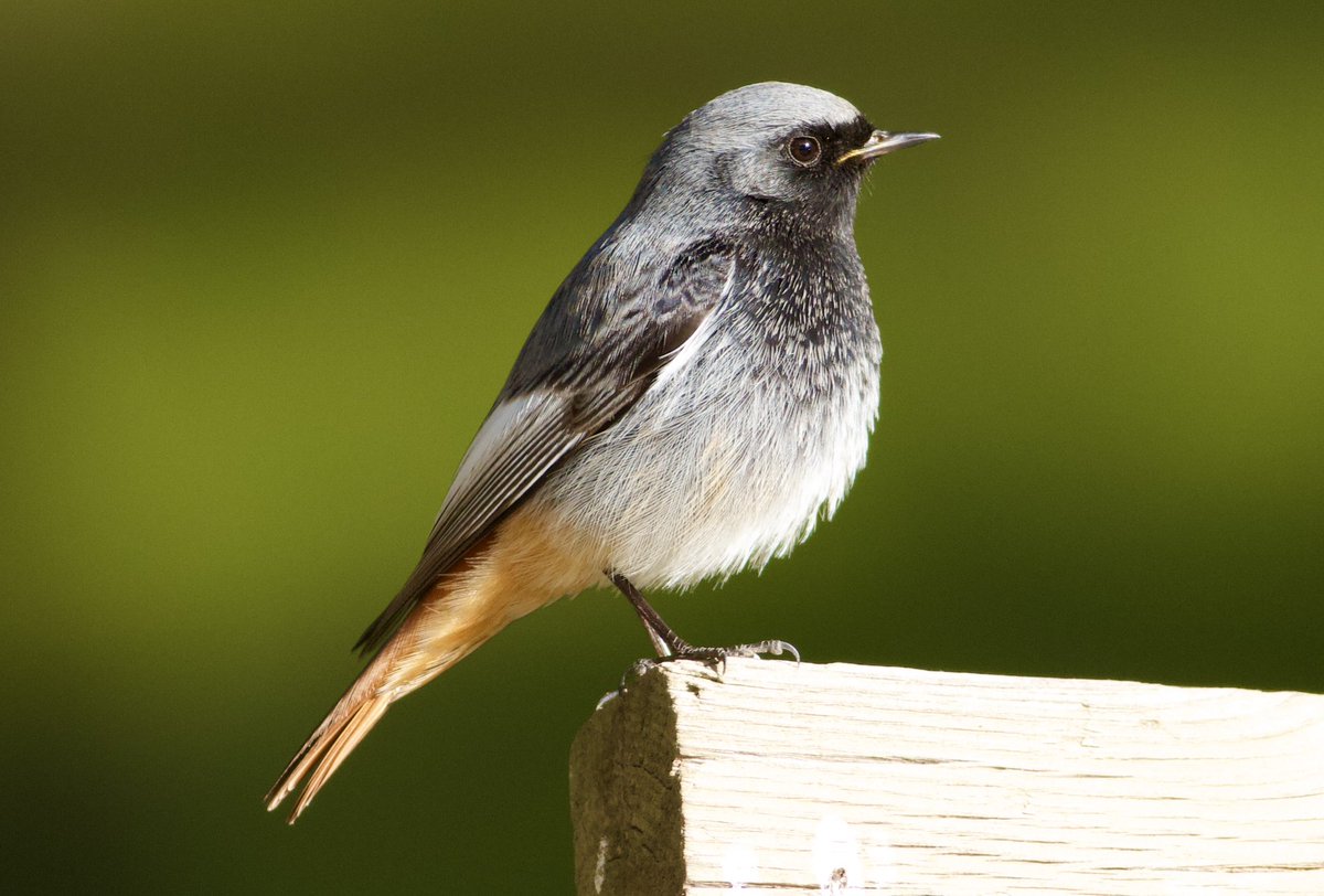 Mark Robanson tweet media