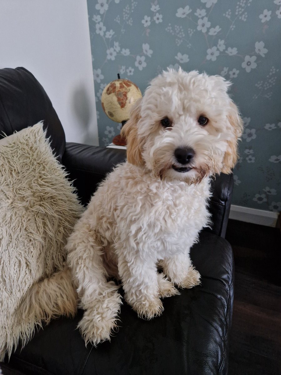 JACK BovverBoy 🐕 tweet media