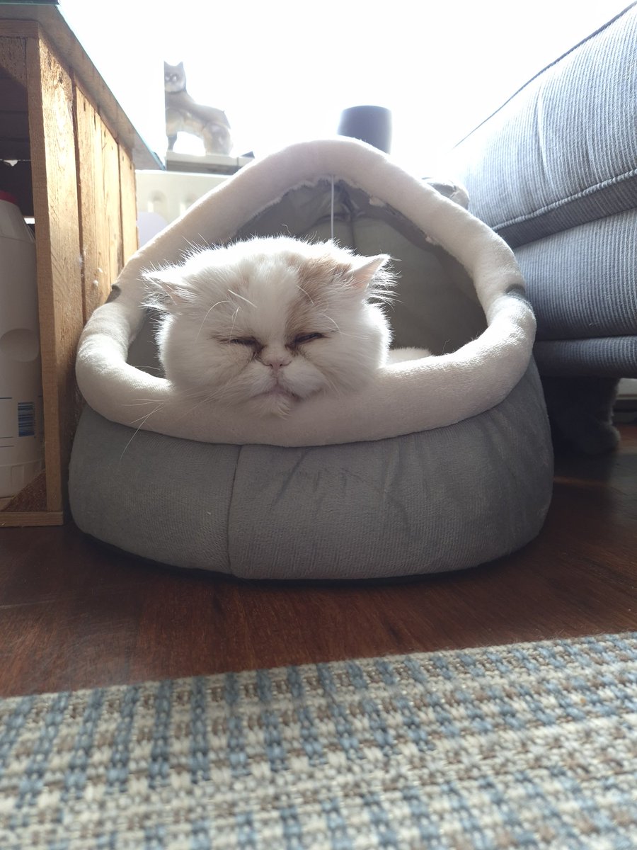 Zinnepin's tweet photo. Onze allerliefste Buddemans, Budjetutje, zeurdoos, lekkere fluffepuf.. Buddy is niet meer wakker geworden vandaag 🌈
We gaan je missen mop 💔 https://t.co/Y9Pas25pnw