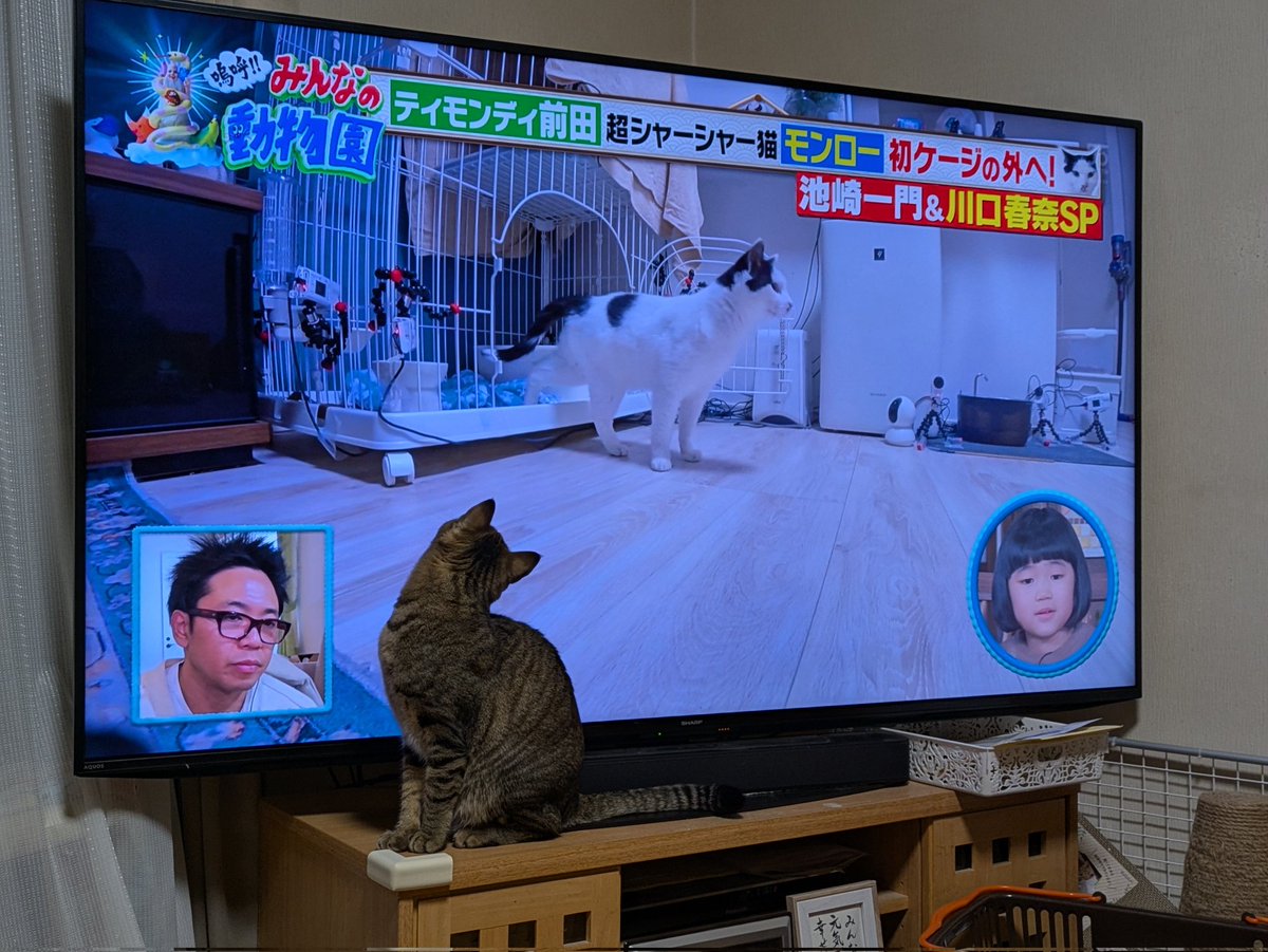 1118uma's tweet photo. お久しぶり𓃠
モンローに攻撃🤜止めてくれ😢テレビが…
#鳴呼みんなの動物園 
#キジトラ 　#テレビ破壊　#猫好きさんと繋がりたい https://t.co/b8BLgXFygT