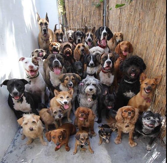 Best in Dogs tweet media