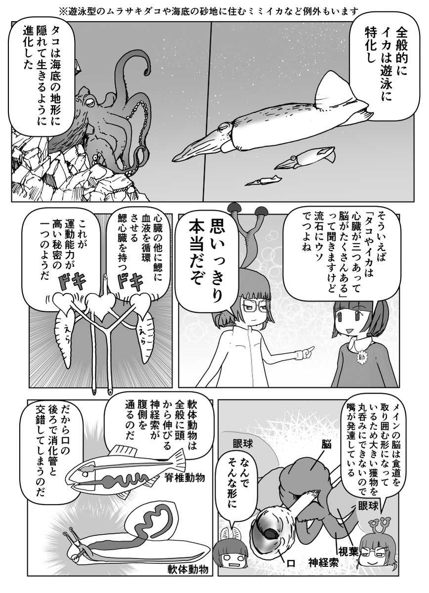 と誤解されてそうな動物を漫画で解説していくぞい。 第23回「イカとタコ」2/2 #クック先生の動物講座 #漫画が読めるハッシュタグ #マンガが読めるハッシュタグ #イカ #タコ 
