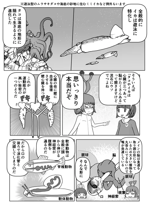 と誤解されてそうな動物を漫画で解説していくぞい。 第23回「イカとタコ」2/2 #クック先生の動物講座 #漫画が読めるハッシュタグ #マンガが読めるハッシュタグ #イカ #タコ 