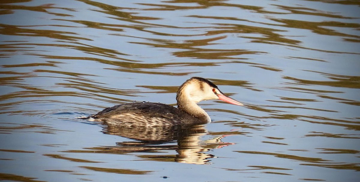 Neville J tweet media