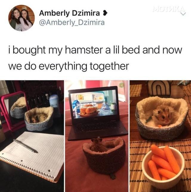 WholesomeMemes tweet media