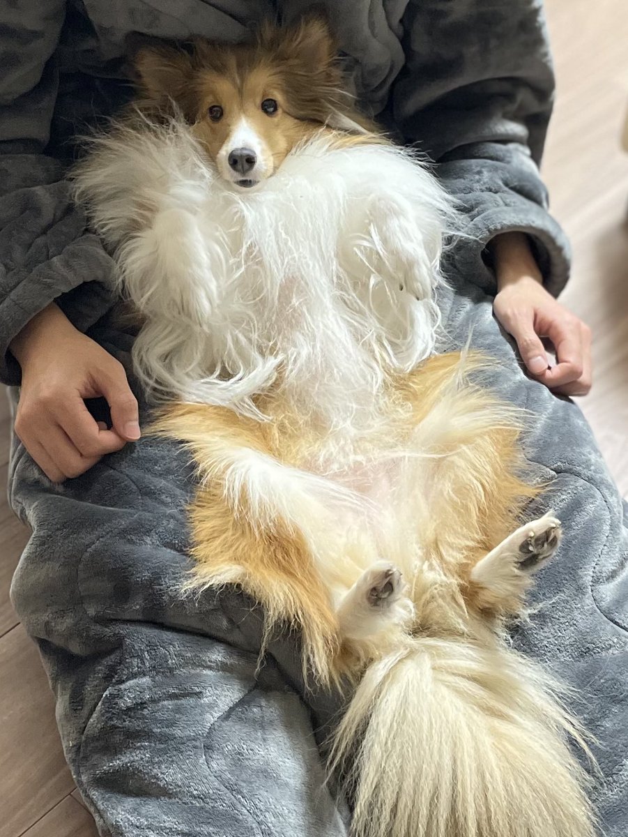 着る毛布に埋まったモネちん