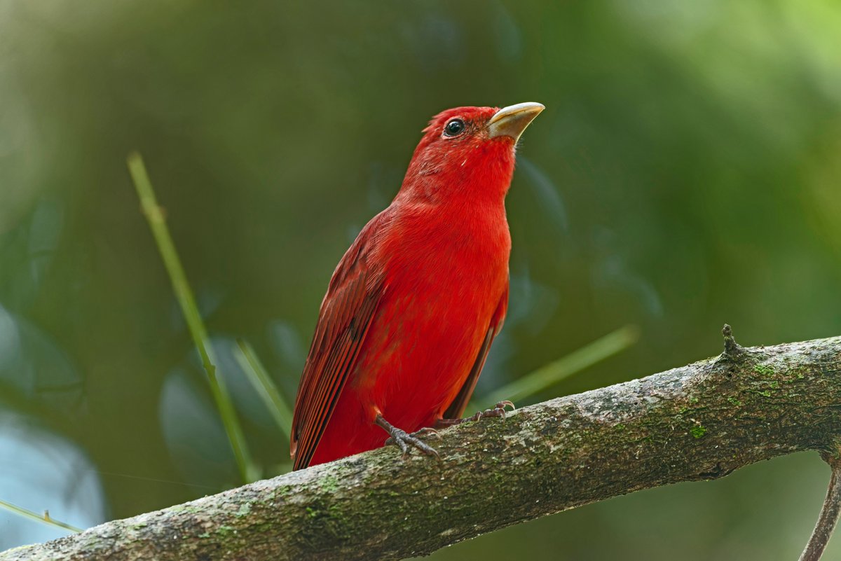 maurobucaro's tweet photo. Un símbolo dentro de las aves migratorias es sin duda la Tángara Abejera, científicamente nominada como Piranga rubra. 

Se reproduce desde en el sureste de EEUU, sur de los grandes lagos y La Florida.

El macho rojo, la hembra amarilla y el juvenil, con trazos de padre y madre. https://t.co/nZhfpLJMmJ
