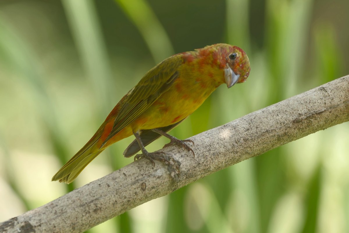 maurobucaro's tweet photo. Un símbolo dentro de las aves migratorias es sin duda la Tángara Abejera, científicamente nominada como Piranga rubra. 

Se reproduce desde en el sureste de EEUU, sur de los grandes lagos y La Florida.

El macho rojo, la hembra amarilla y el juvenil, con trazos de padre y madre. https://t.co/nZhfpLJMmJ