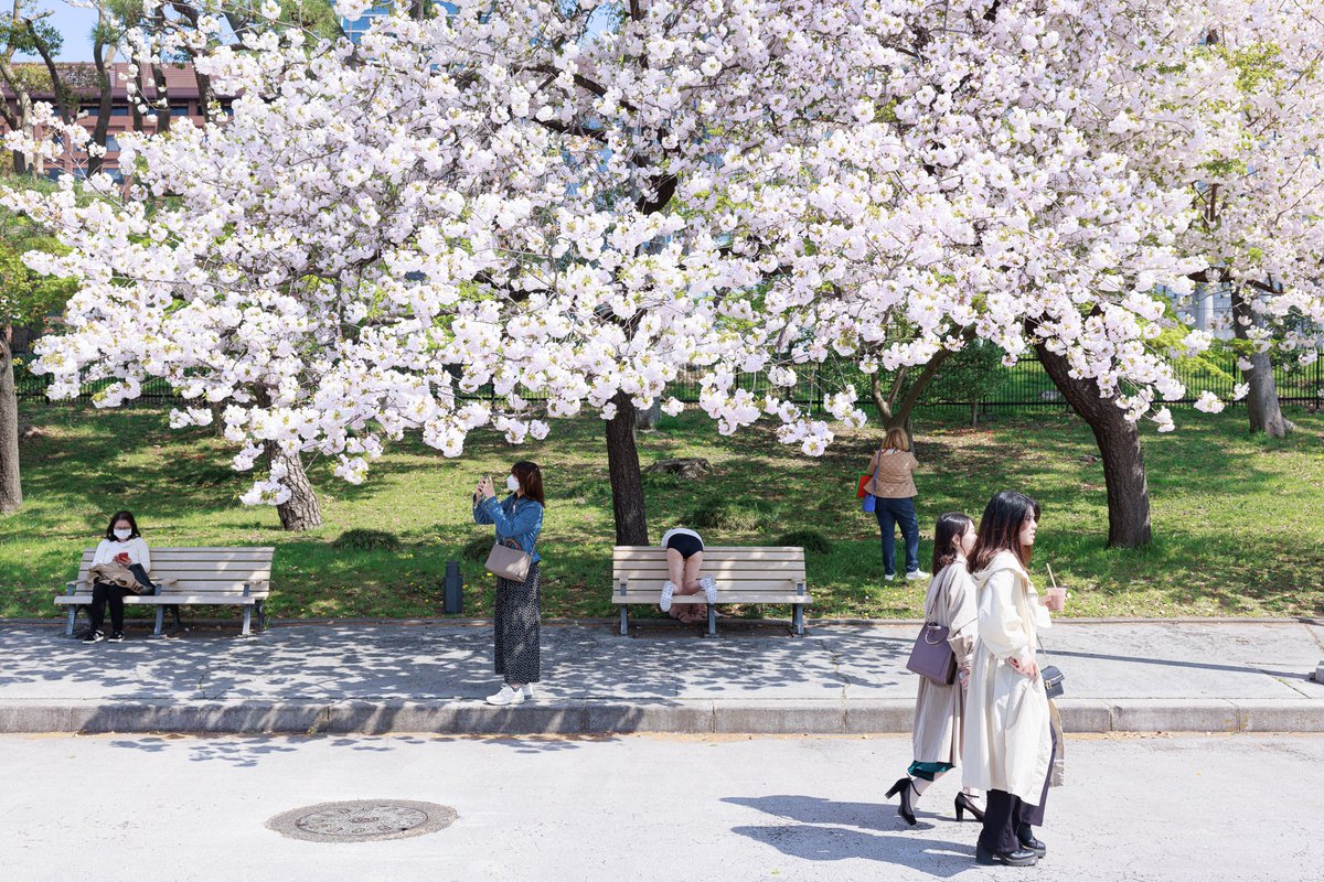 #真冬だけど敢えて桜の画像を貼る見た人もやってねお願い 

桜が美しすぎて誰もブルマに気付かない。