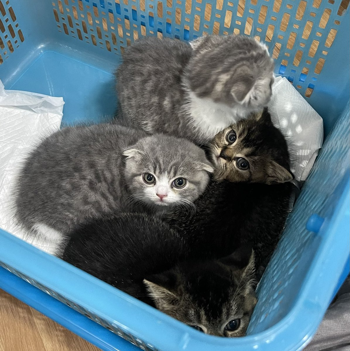 guisdabest's tweet photo. หาบ้านใหม่ให้เด็กๆค่ะ สก็อตติชแท้เลย 🐱💗

วันเกิด : 17 พฤศจิกา 67
(พร้อมย้ายบ้านวันที่ : 20 กุมภา 68)

ก่อนย้ายบ้านจะตรวจสุขภาพพื้นฐาน ทำวัคซีนรวม พิษสุนัขบ้า ถ่ายพยาธิให้ก่อนค่ะ ♡

#ขายแมว #ตลาดแมว #แมวหาบ้าน #หาบ้านให้แมว #ฟาร์มแมว #แมวสก็อตติช #แมว https://t.co/KGNAyZ9li1