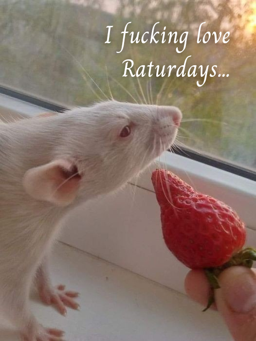 i freakin' love raturdays!!!! 🤬🤬🤬