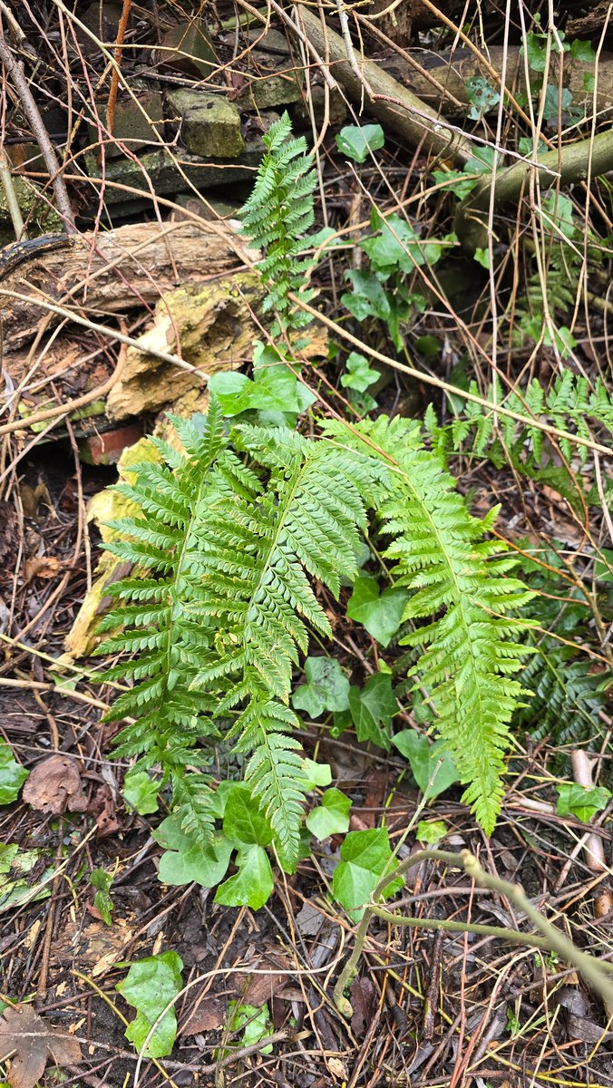 Wouter van der Wulp tweet media