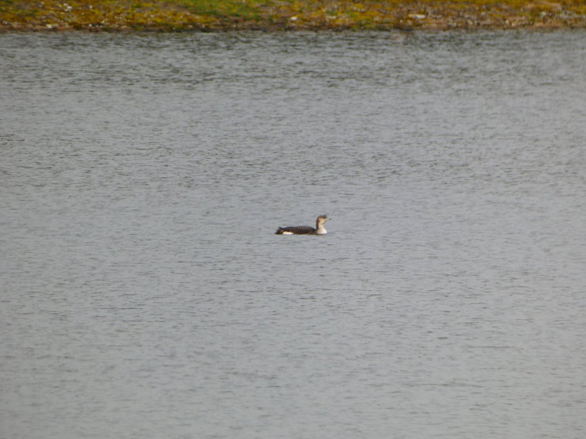 It's been a frosty foggy week but added a few more #birds to my list, inc ring necked duck and black throated diver. And, an enormous crow stalking the streets of #cardiff 😉 🦖🐦‍⬛#birdwatching #birdsseenin2025 #BirdsOfTwitter