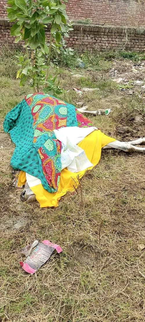 Pushendbhargava's tweet photo. आज सुबह सूचना मिली कि सरधना रोड स्थित  गणपति विहार अशोका स्कूल के पास एक गाय मर गई हैं मौके पर पहुंच कर स्थानीय लोगों के साथ गाय का अंतिम संस्कार किया @AmitAgarwalBJP @cdomeerut @myogiadityanath @shaluagrawal3 @meerutpolice  @salimah40817581 @HarikantAhluwa1 https://t.co/qsbGbtTDJ6