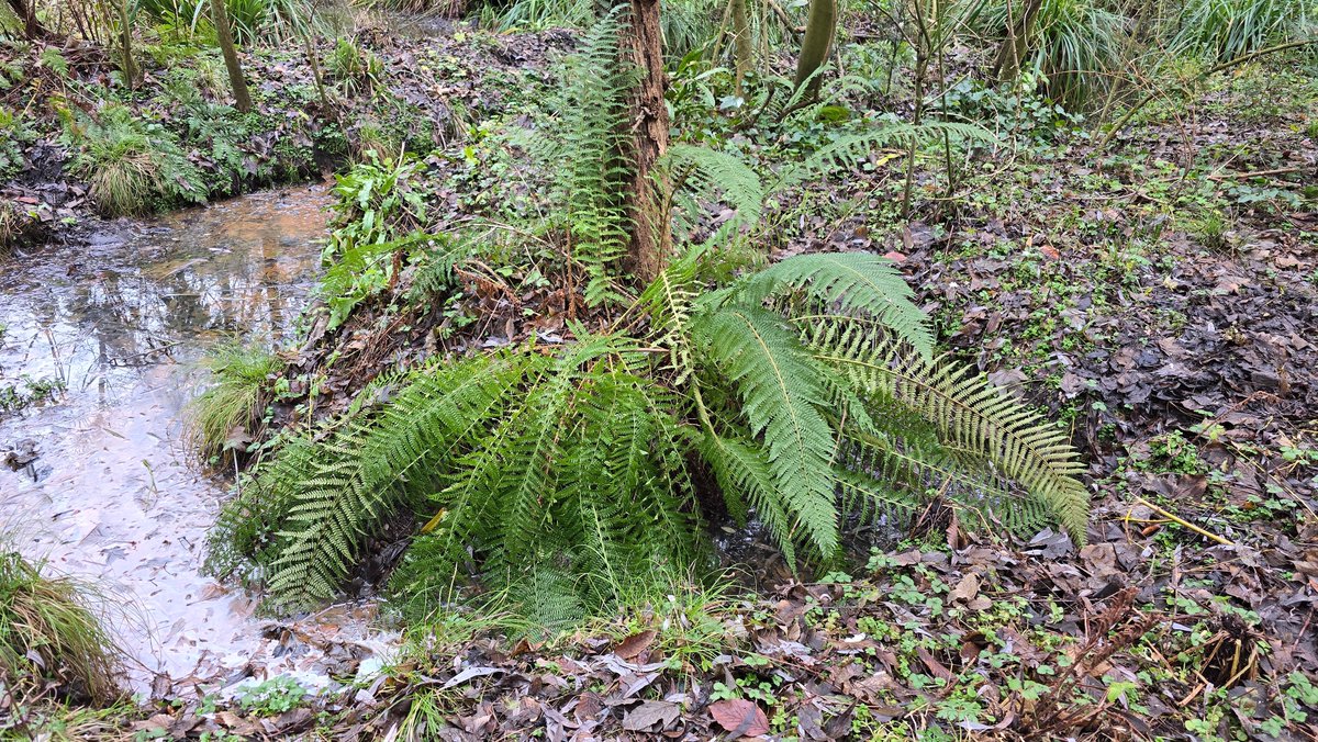 In de Slatuinen - natuurtuinslatuinen.nl - Stijve naaldvaren - Polystichum aculeatum &amp; Zachte naaldvaren - Polystichum setiferum