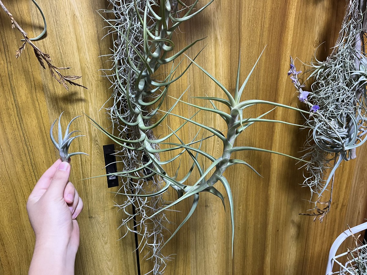 73KRayZu's tweet photo. クシフィオイデスとその近縁種メレリアナ。お互い大きさと姿形が丸っきり違うのに、咲かせる花はフリルと柑橘系の香り付き巨大白花なのでとても楽しみです‼️ 🍋✨༄🦢🐉 2025/1/18
#クシフィオイデス #メレリアナ #チランジア #エアプランツ #銀葉種 #xiphioides #mereliana #tillandsia #airplants https://t.co/kdhg0JbtGr