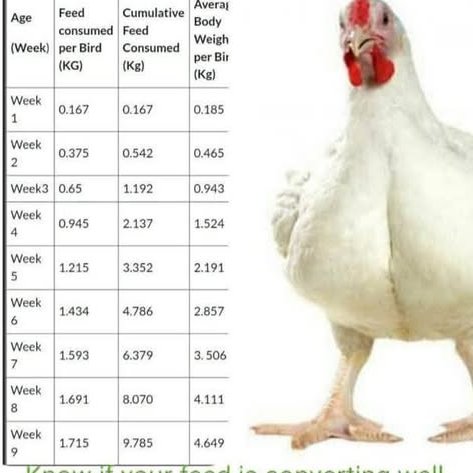 EugeneIradukund's tweet photo. The Feed Conversion Ratio (FCR) measures poultry feed efficiency by dividing total feed consumed by weight gained; a lower FCR indicates better efficiency.
some factors affect FCR in boiler farming are breed of broiler, feed quality and management.
#FarmWithEugene
#FooForAll https://t.co/5tmlUgTW5F