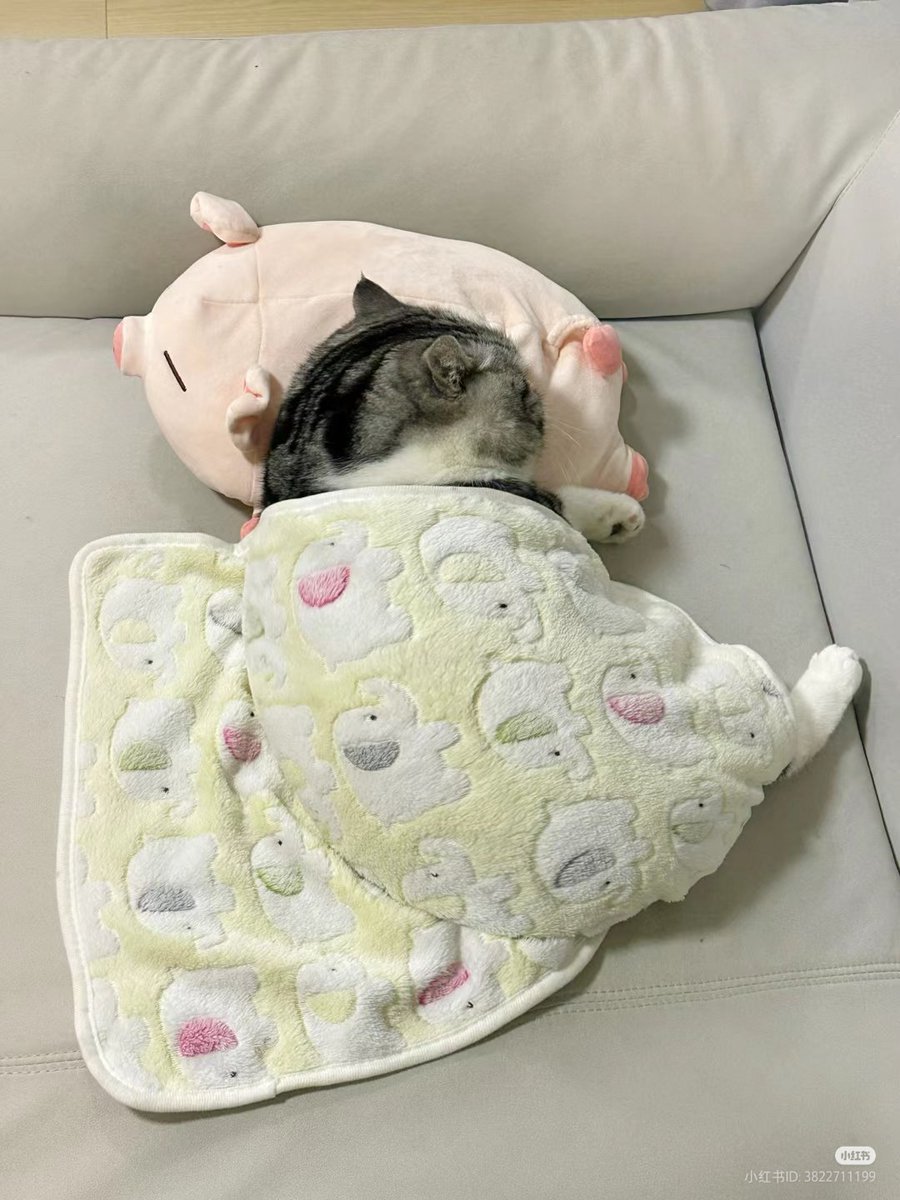 nocontextscats's tweet photo. 😼: "Wake me up when lunch is ready" https://t.co/ymXVO0QmF2