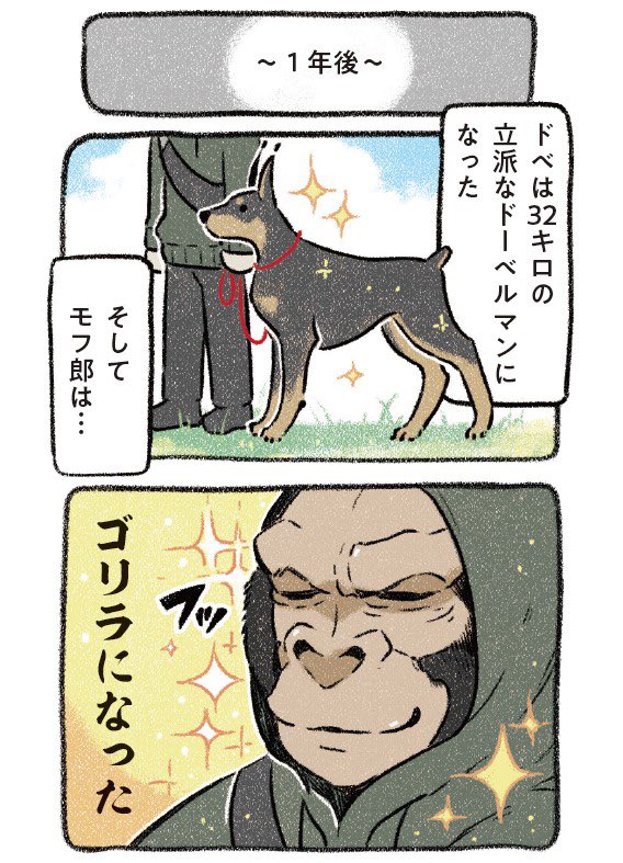 (試し読み1/6)
大型犬のドーベルマンを飼うと決め1年後…
飼い主は、ゴリラのように屈強になった!
【ドベとノラ】

#ドベとノラ #犬が好き #漫画が読めるハッシュタグ #PR 
