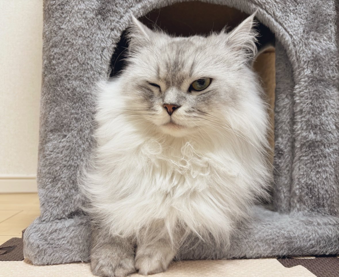 shupisupi_nyan's tweet photo. 薄々気づいてたけど、
うちの猫チャンとんでも無くイケメンなのでは…？ https://t.co/3lTMaM0CPC
