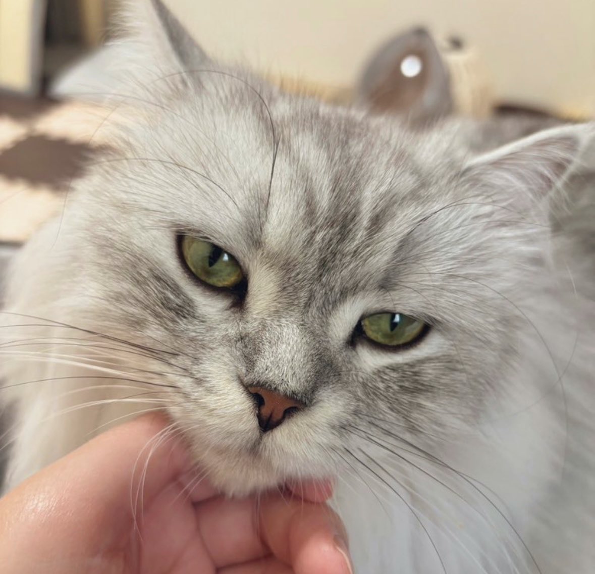 shupisupi_nyan's tweet photo. 薄々気づいてたけど、
うちの猫チャンとんでも無くイケメンなのでは…？ https://t.co/3lTMaM0CPC