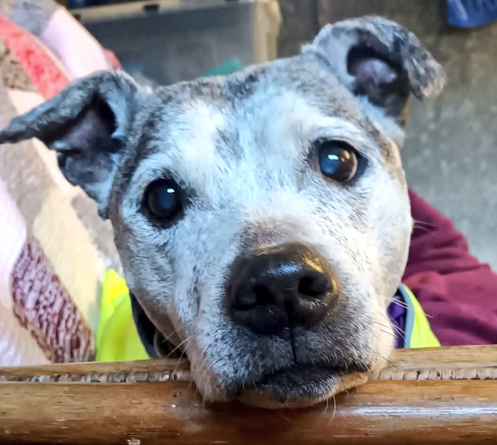 Senior Staffy Club Dog Rescue tweet media