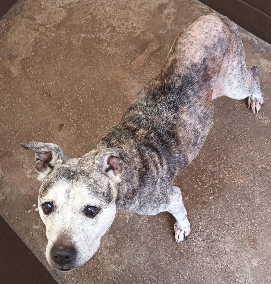 Senior Staffy Club Dog Rescue tweet media