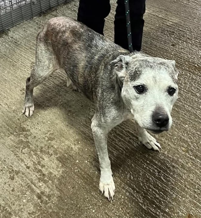 Senior Staffy Club Dog Rescue tweet media