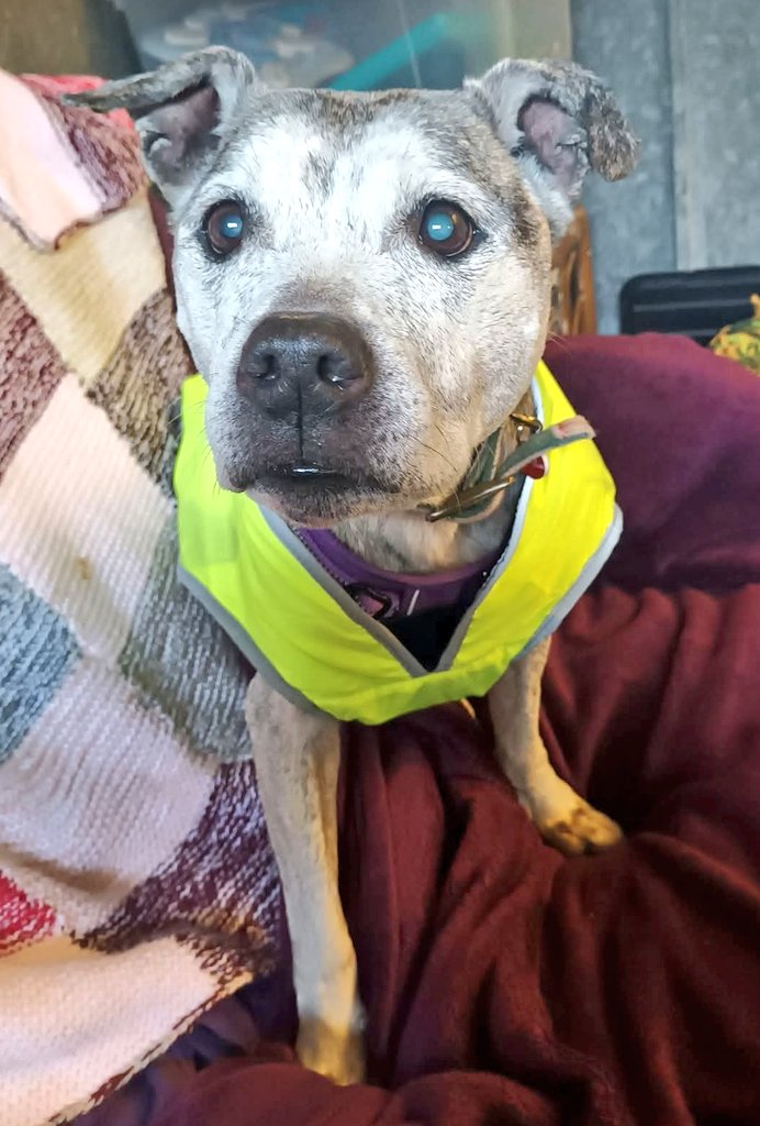 Senior Staffy Club Dog Rescue tweet media
