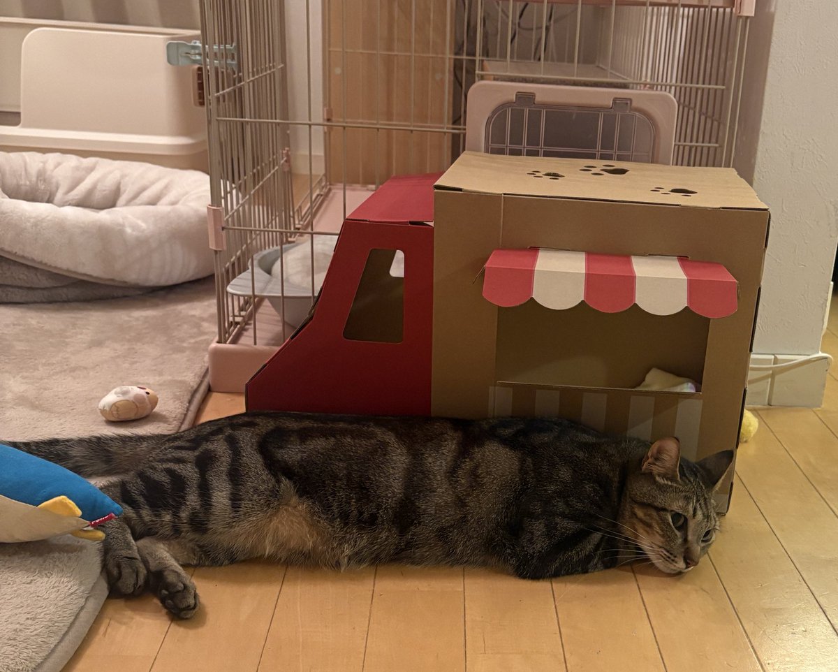 tc_nyans's tweet photo. 軒下でひと休み

#猫のいる暮らし
#キジトラ https://t.co/ykNMygbXSk