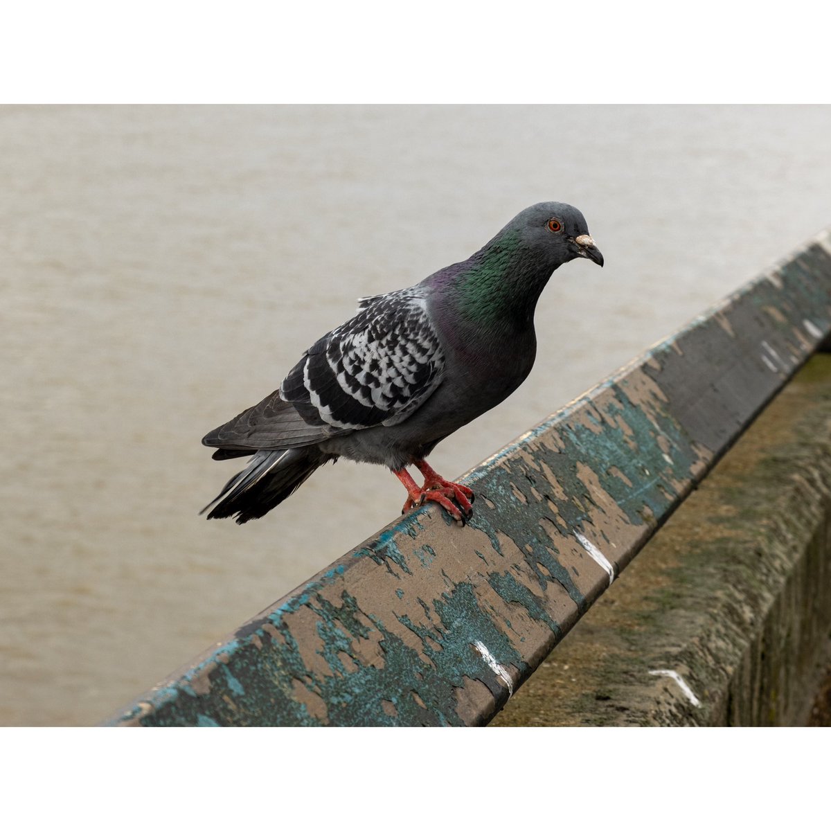 Exploring Urban Wastelands tweet media