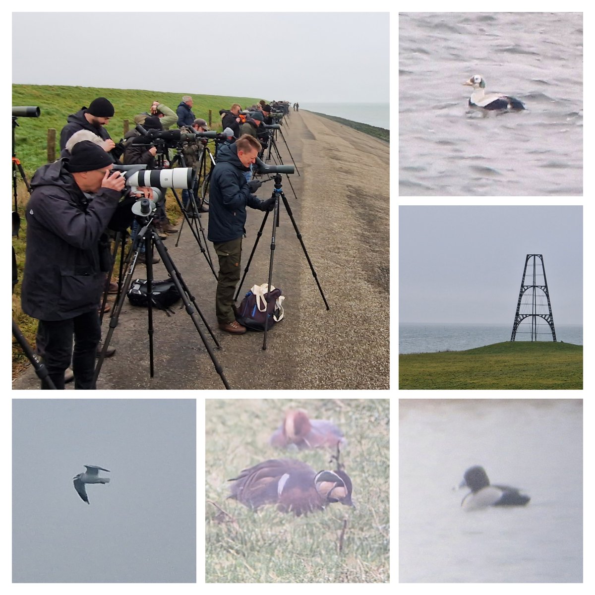 Sinds maandag genieten veel vogelaars uit binnen- en buitenland van de Brileider op #Texel. Het is de eerste waarneming van deze prachtige eend ten zuiden van Spitsbergen. Wat een bijzondere ervaring, wat een prachtig eiland en wat is er in Noord-Holland veel te zien! <a href="/HBrand10/">H vd brand</a>