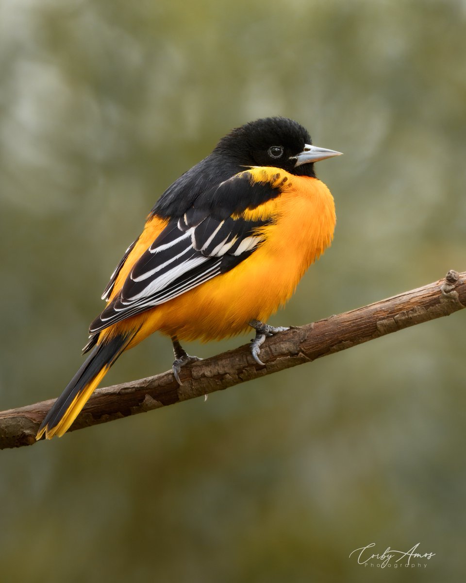 corbyamosphoto1's tweet image. Baltimore Oriole