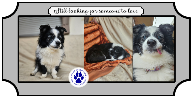 facebook.com/kitwilsontrust