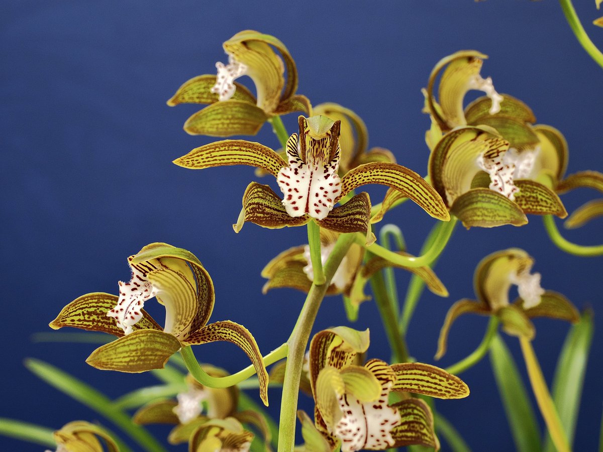 E_T_Jones's tweet photo. Cymbidium Ken Siew
#orchid #サンシャインらん展 https://t.co/gcP1vGq6gb